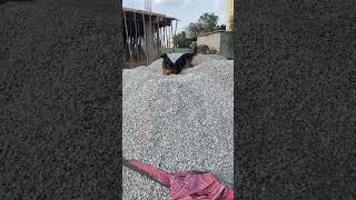 Yeh dono kya dhoond raha h?🫣#shorts #ytshorts #animals #comedy #trending #germanshepherd #viral