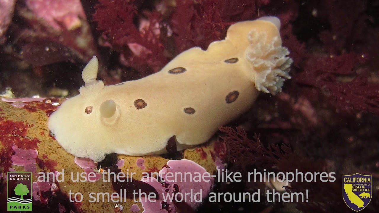 Nudibranch Fun Facts! - YouTube