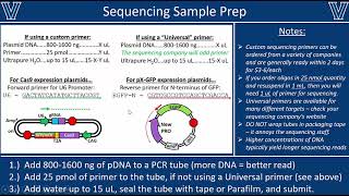 Sanger Sequencing - Sample Prep & Data Analysis with BLAST
