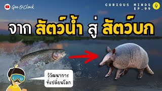 สัตว์น้ำต้องผ่านวิวัฒนาการอะไรบ้างเพื่อเป็นสัตว์บก | Curious Minds EP. 99