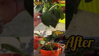 How to revive peace lily plant 😳! With 100%Result #flower #gardening #diygardening #peacelily #short