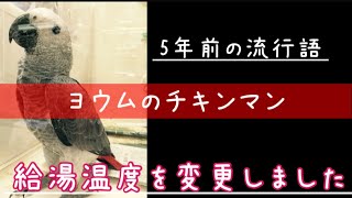 おしゃべり＆音真似が上手なヨウムのチキンマンの流行語大賞