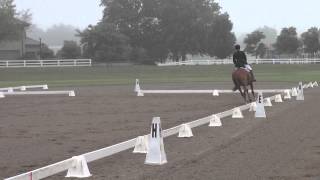 Strider Dressage BN Midsouth