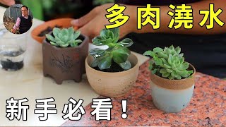 新手必看！給多肉植物澆水？記住2招，多肉長得快，不爛根，花盆都被撐爆了！！|succulent|多肉植物【東哥聊多肉】