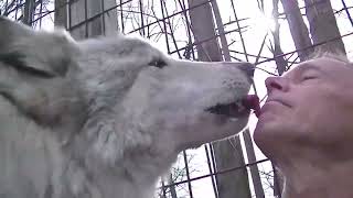 Giant Wolf Face Licks