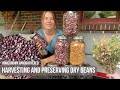 Harvesting and Preserving Dry Beans for Winter