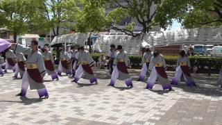 江南よさこい連～kohga～2017犬山踊芸祭