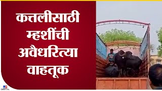 Buffaloes transport for slaughter | कत्तलीसाठी म्हशींची अवैध वाहतूक करणारा ट्रक पोलिसांनी पकडला