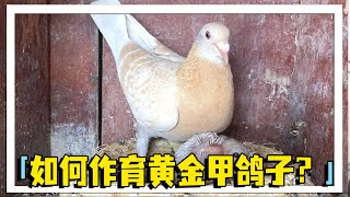 黄金甲雌鸽怎样才能作育出黄金甲羽色的小鸽子？农村大叔给你解答！【农村达叔】