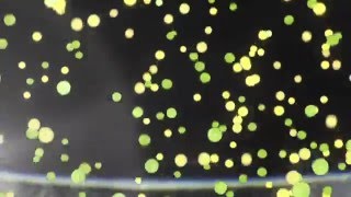 Mist Twst – Bubbles