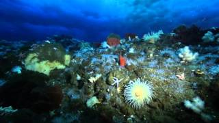 b470 Underwater Beauty Reel # 1