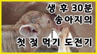 생후 30분 ㅣ 송아지의 첫 젖 먹기 도전기