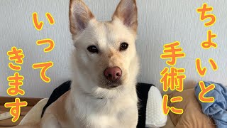 元保護犬コハク 避妊手術に行ってきます！