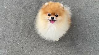 Running Pomeranian ❤️#pomeranian #dog #fluffy