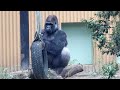 kintaro not interrupting papa mama gorilla during their conversation. date taken 2024.2.2