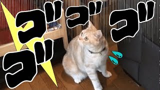 猫が落雷にパニック!! ドリフトで逃げる一部始終 - Cats scared of thunder -