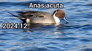 Northern pintail (Pintail) | Ducks in the park | December 2024