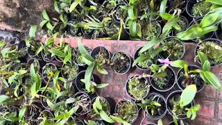 80 രൂപക്ക് ഓർക്കിഡ് ചെടി 🔥₹80. ₹80. Orchid SALE❌🔥 MALAYALAM ❌plant garden