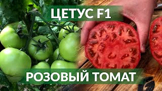 ЦЕТУС F1 - ВЫСОКИЙ УРОЖАЙ И ЛУЧШАЯ ТРАНСПОРТАБЕЛЬНОСТЬ!