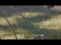 カワセミ20110121.wmv