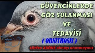 Güvercinlerde Göz Sulanması Hastalığı ve Tedavisi