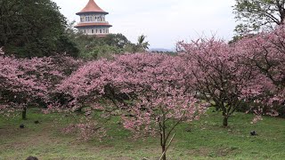 Cherry Blossom