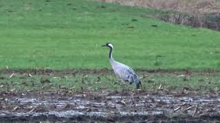 Kranich Kraniche auf dem Acker beim futtern Vogel Grus Schreitvogel der  ruf fliegen weg