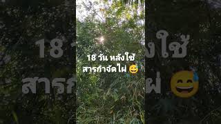 18 วัน หลังใช้สารกำจัดไผ่ ใบที่เป็นสีน้ำตาลร่วงหมด เหลือแต่ใบที่ยังเขียวอยู่ 😅