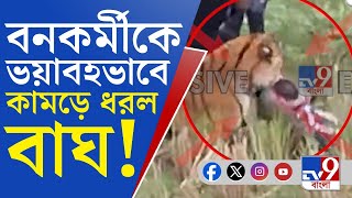 Maipith Tiger Attack VIRAL VIDEO: মৈপীঠে বাঘের হানা, বনকর্মীকে কামড়ে ধরল রয়্যাল বেঙ্গল টাইগার!