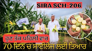 ਸਭ ਤੋਂ ਜਲਦੀ ਤਿਆਰ ਹੋਣ ਵਾਲੀ ਸਾਈਲੇਜ ਮੱਕੀ SHORT DURATION Sira Silage corn SCH206