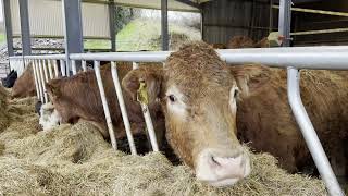 Merging a new slatted shed with an old hay shed : Building Focus