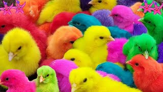 🌹Ayam Warna-warni🌹Ayam Lucu Dunia🌹Ayam Seluruh Dunia🌹 Bulu Warna-warni🌹Hewan Lucu🌹