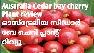 Australia Cedar bay cherry Plant review ഓസ്‌ട്രേലിയ സീഡാർ ബേ ചെറി പ്ലാന്റ് റിവ്യൂ