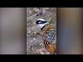 top 5 of the most beautiful pheasants on earth