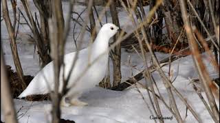 (Lagopus muta) - Ахууна. Jargalant Arkhangai Mongolia.