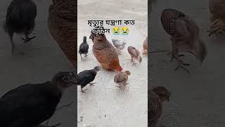 ## মৃত্যুর যন্ত্রণা কত কঠিন আল্লাহ জানে  ##shortvideo ##subscribe ##like ##support 👍👍