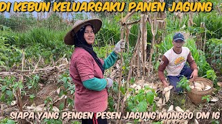 DI KEBUN KELUARGA PANEN JAGUNG ❗️ SIAPA YANG PENGEN PESEN SIAP READY