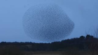 Minsmere Murmuration