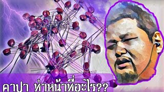 คาปา ทำหน้าที่อะไร?? #ตอบปัญหาขาโม