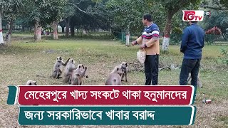 মেহেরপুরে খাদ্য সংকটে থাকা হনুমানদের জন্য সরকারিভাবে খাবার বরাদ্দ | Meherpur News