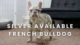 Silver Our Available French Bulldog Puppy at Woodland Frenchies!