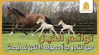 توائم الخيل، من النادر جداً حصوله لكن قد يحدث