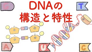 【細胞】DNAの構造と特性