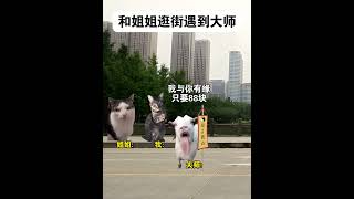 和姐姐逛街遇到大师#有趣 #故事 #貓 #猫猫meme小剧场 #猫meme #内容过于真实 #猫meme小剧场 #猫meme剧场 #猫迷因#tiktok #喵不可言 #shorts