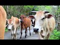 video aktivitas peternak sapi lembu warga berjalan melintasi jalan pedesaan sawah menuju kandang