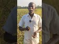 ஆத்தூர் கிச்சலி சம்பா ஞானப்பிரகாசம் agriculture shorts tamilculture youtubeshorts tamilnadu