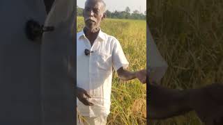 ஆத்தூர் கிச்சலி சம்பா!! #ஞானப்பிரகாசம் #agriculture #shorts #tamilculture #youtubeshorts #tamilnadu