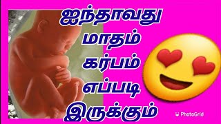 5th month pregnancy development in tamil 🤰😍/ஐந்தாவது மாதம் கர்பம் எப்படி இருக்கும்