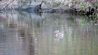 カイツブリ_206_飛ぶ_多摩川_Little Grebe_4K