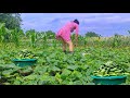 A wife collects cucumbers in a short dress for salad and pickling for the winter